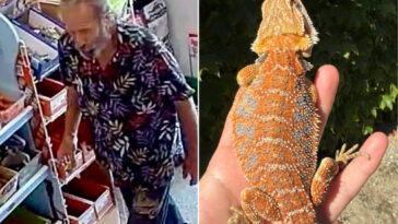 bearded-reptile-thief-caught-on-camera-stealing-bearded-dragon-from-california-pet-shop