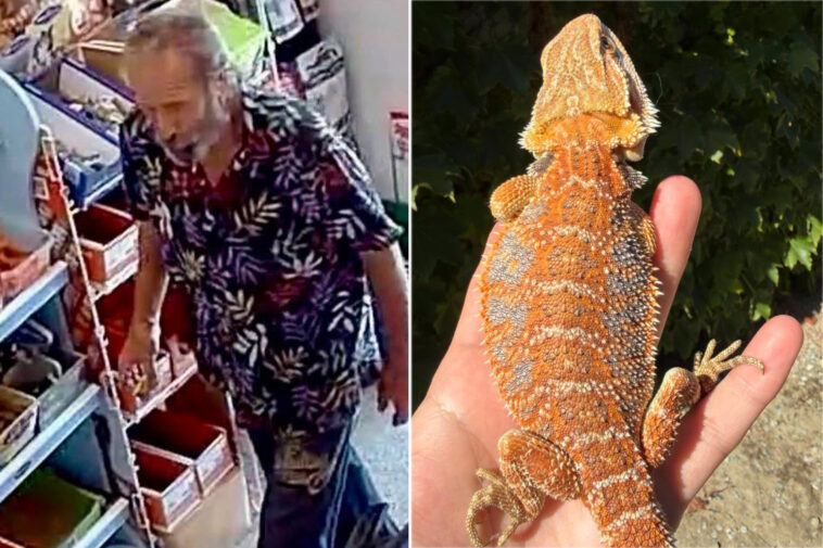 bearded-reptile-thief-caught-on-camera-stealing-bearded-dragon-from-california-pet-shop