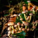 bad-trip?-lawsuit-says-‘magic-mushroom’-therapy-ended-in-4-story-fall