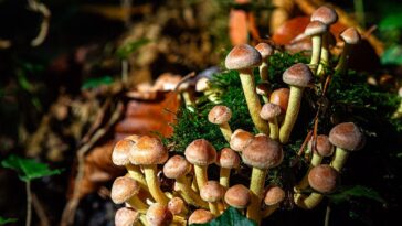bad-trip?-lawsuit-says-‘magic-mushroom’-therapy-ended-in-4-story-fall