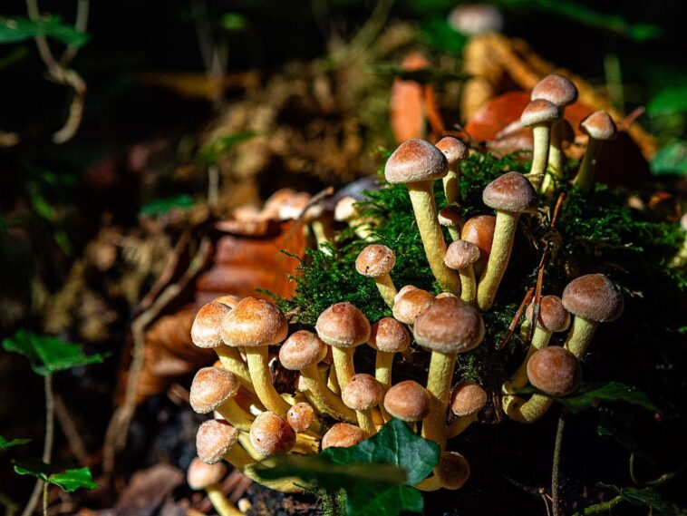 bad-trip?-lawsuit-says-‘magic-mushroom’-therapy-ended-in-4-story-fall