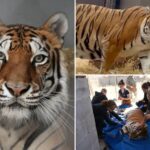 tiger-rescued-from-‘worst-roadside-zoo-in-america’-finds-new-home-in-california