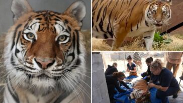 tiger-rescued-from-‘worst-roadside-zoo-in-america’-finds-new-home-in-california