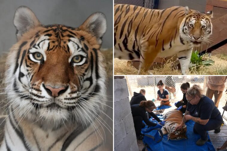 tiger-rescued-from-‘worst-roadside-zoo-in-america’-finds-new-home-in-california