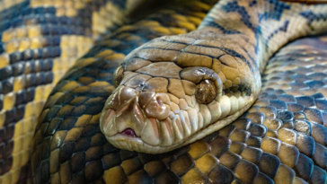 watch-—-china:-900-snakes-escape-breeding-farm-as-floodwaters-devastate-village-in-hangzhou