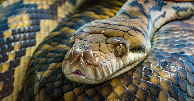 watch-—-china:-900-snakes-escape-breeding-farm-as-floodwaters-devastate-village-in-hangzhou