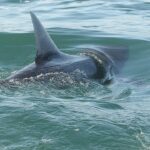 shark-sightings-trigger-beach-alarm-after-swimmer-is-bitten-during-summer-spike
