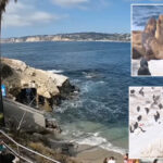 socal-coastal-attraction-sparks-controversy-with-plans-to-fix-unbearable-stench