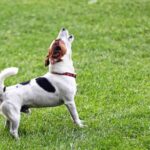 inquiring-minds-are-asking:-how-soon-is-too-soon-to-get-a-new-dog-after-losing-your-four-legged-best-friend?