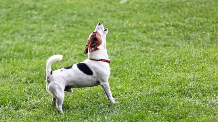 inquiring-minds-are-asking:-how-soon-is-too-soon-to-get-a-new-dog-after-losing-your-four-legged-best-friend?