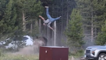 yikes!-bison-at-yellowstone-national-park-sends-man-flying-through-the-air-with-headbutt-(video)