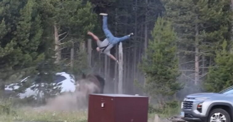 yikes!-bison-at-yellowstone-national-park-sends-man-flying-through-the-air-with-headbutt-(video)
