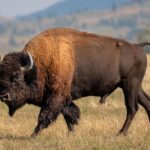 massive-bull-bison-tosses-yellowstone-tourist-into-the-air-like-a-ragdoll-in-shocking-attack