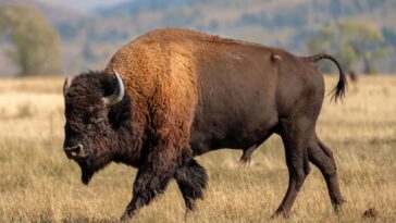 massive-bull-bison-tosses-yellowstone-tourist-into-the-air-like-a-ragdoll-in-shocking-attack