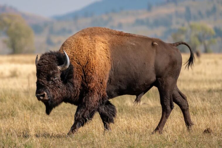 massive-bull-bison-tosses-yellowstone-tourist-into-the-air-like-a-ragdoll-in-shocking-attack