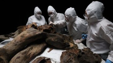 always-trust-the-science?-researchers-learn-their-woolly-mammoth-backbone-actually-belonged-to-whale
