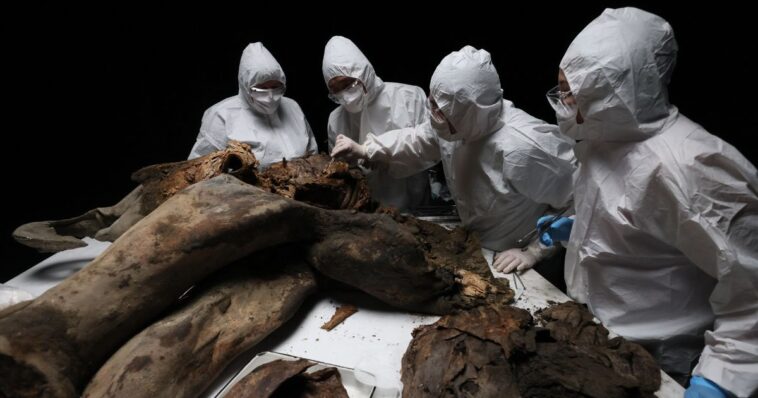 always-trust-the-science?-researchers-learn-their-woolly-mammoth-backbone-actually-belonged-to-whale