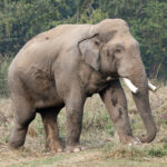 infamous-killer-elephant-stalks-family-—-and-murders-four-members-14-years-apart:-‘nowhere-left-for-us-to-run’