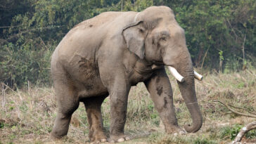 infamous-killer-elephant-stalks-family-—-and-murders-four-members-14-years-apart:-‘nowhere-left-for-us-to-run’