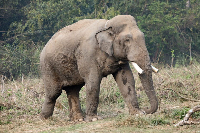 infamous-killer-elephant-stalks-family-—-and-murders-four-members-14-years-apart:-‘nowhere-left-for-us-to-run’