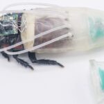rescue-robot-of-tomorrow-may-be-a-cockroach-in-scuba-suit