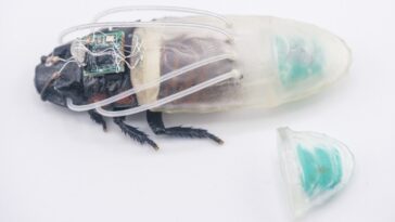 rescue-robot-of-tomorrow-may-be-a-cockroach-in-scuba-suit