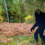 dad-and-his-kids-think-they’ve-captured-bigfoot-on-video-after-spotting-something-in-the-woods