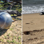 mysterious-metal-orbs-on-australian-beach-may-be-junk-that-fell-from-space:-experts
