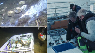 ‘spectacular’-shipwreck-found-in-norwegian-waters-with-time-capsule-of-untouched-cargo