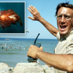 move-over,-jaws:-quaint-new-england-beaches-face-painful-new-threat-—-and-it-can-sting-25-days-after-death