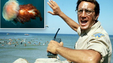 move-over,-jaws:-quaint-new-england-beaches-face-painful-new-threat-—-and-it-can-sting-25-days-after-death