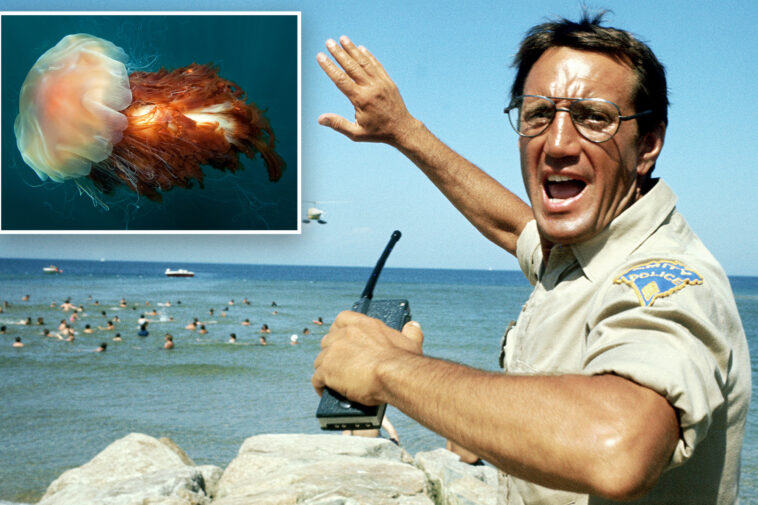 move-over,-jaws:-quaint-new-england-beaches-face-painful-new-threat-—-and-it-can-sting-25-days-after-death