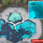 down-to-the-wire-rush-to-save-30-majestic-beluga-whales-stuck-at-shuttered-theme-park-since-2024