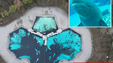 down-to-the-wire-rush-to-save-30-majestic-beluga-whales-stuck-at-shuttered-theme-park-since-2024