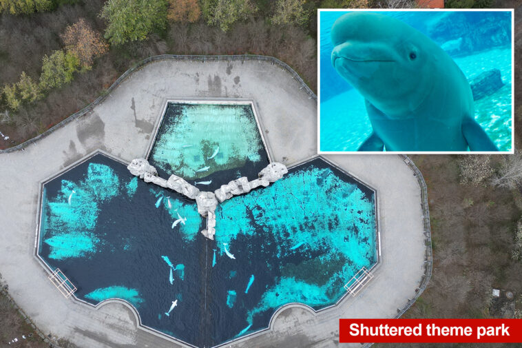 down-to-the-wire-rush-to-save-30-majestic-beluga-whales-stuck-at-shuttered-theme-park-since-2024