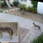 terrifying-footage-shows-pack-of-coyotes-hunting-pets-at-la-homes