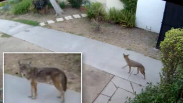 terrifying-footage-shows-pack-of-coyotes-hunting-pets-at-la-homes