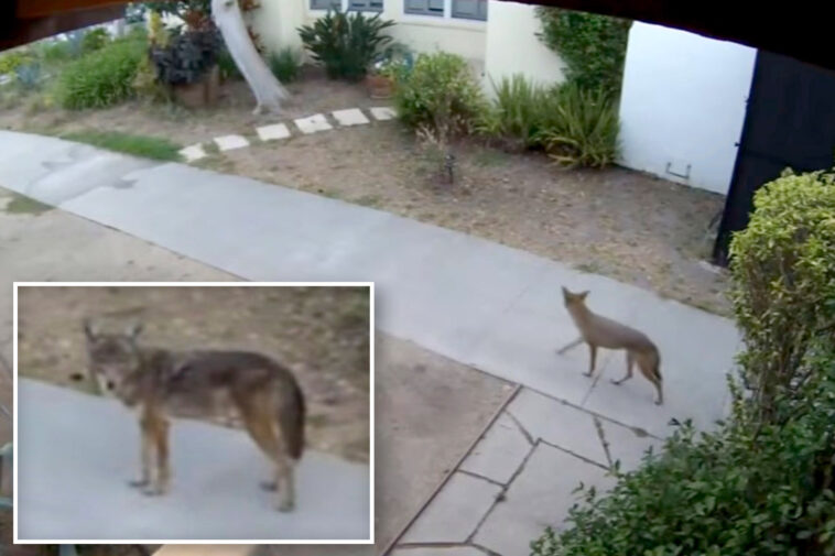 terrifying-footage-shows-pack-of-coyotes-hunting-pets-at-la-homes