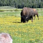 yellowstone:-agitated-bison-throws-man-eight-feet-in-the-air,-seriously-injuring-him