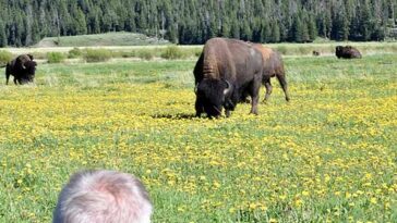 yellowstone:-agitated-bison-throws-man-eight-feet-in-the-air,-seriously-injuring-him