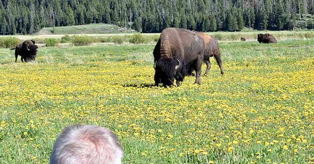 yellowstone:-agitated-bison-throws-man-eight-feet-in-the-air,-seriously-injuring-him