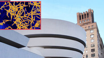 legionnaires’-disease-bacteria-detected-in-manhattan-buildings,-including-iconic-museum