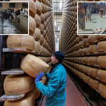 melting-point:-extreme-heat-threatens-italy’s-parmesan-heartland