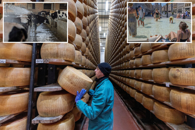 melting-point:-extreme-heat-threatens-italy’s-parmesan-heartland