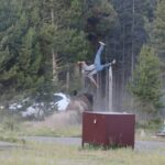 watch-the-wild-moment-a-yellowstone-bison-sends-grandfather-flying