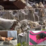 disgusting-update-as-85-million-pounds-of-food-rots-after-boyle-heights-warehouse-fire