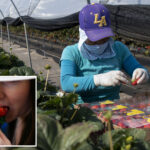 california-fruit-giant-hit-by-shocking-‘highly-toxic’-accusations-and-deception