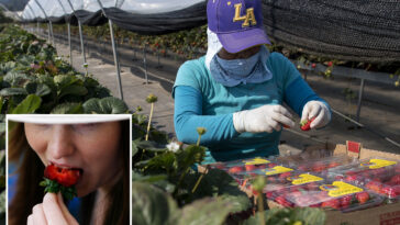 california-fruit-giant-hit-by-shocking-‘highly-toxic’-accusations-and-deception