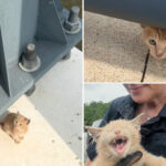 tiny-cat-rescued-after-being-thrown-from-moving-vehicle-on-bridge