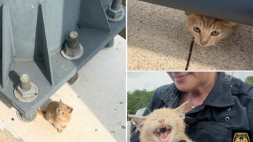 tiny-cat-rescued-after-being-thrown-from-moving-vehicle-on-bridge
